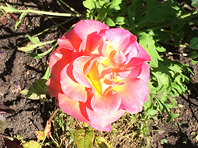 Golden Gate Park Rose Garden